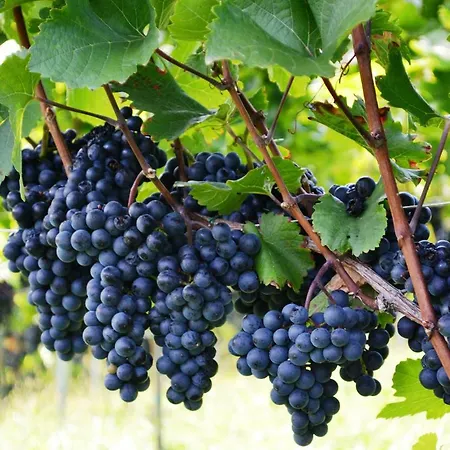 Holiday home Knappenhof