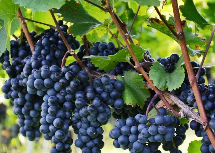 Vakantiehuis Knappenhof